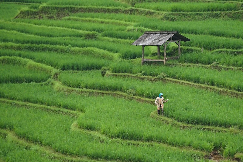 Farm-to-Table Dining