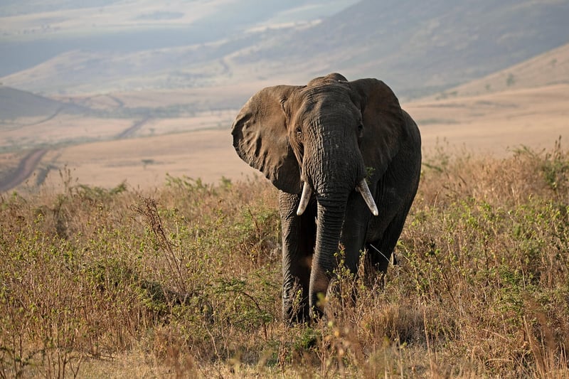 Safari Adventure